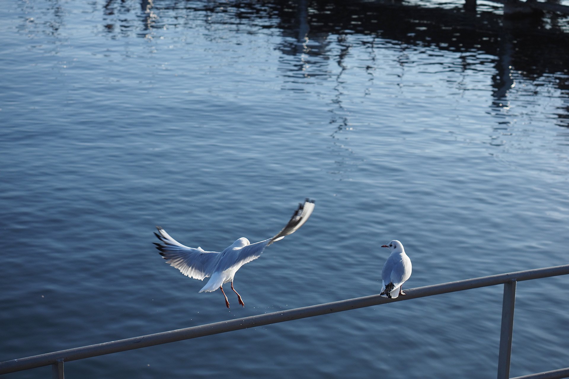 Olympus OM-D E-M1 Mark II: C-AF+Tracking, Bild 19